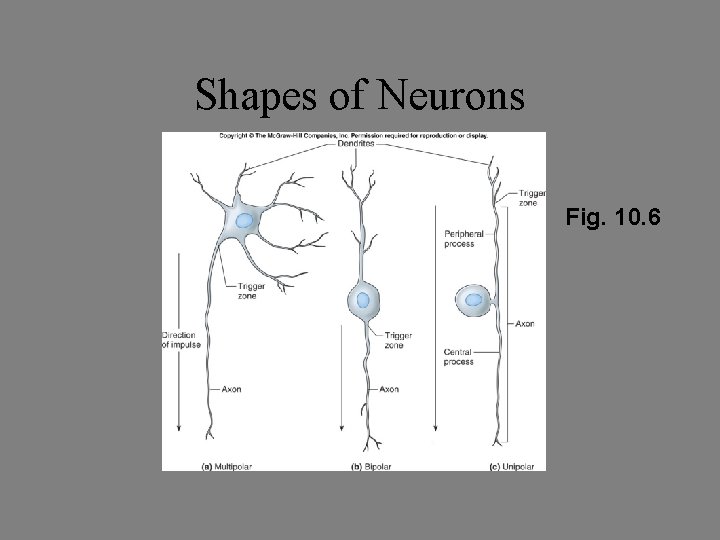 Shapes of Neurons Fig. 10. 6 Shapes of Neurons Fig. 10. 6