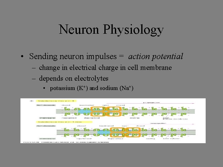 Neuron Physiology • Sending neuron impulses = action potential – change in electrical charge
