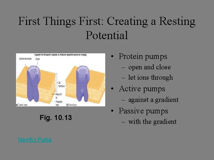 First Things First: Creating a Resting Potential • Protein pumps – open and close First Things First: Creating a Resting Potential • Protein pumps – open and close
