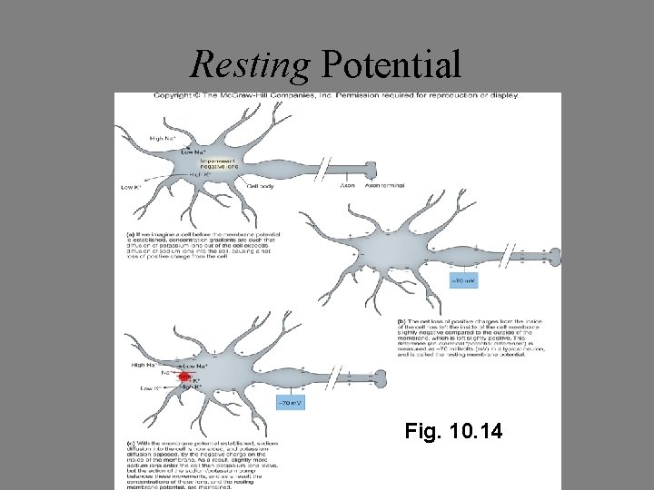 Resting Potential Fig. 10. 14 