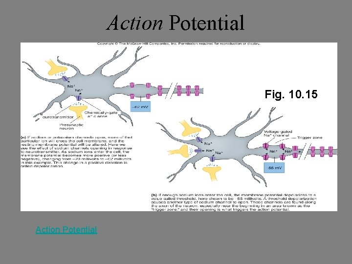 Action Potential Fig. 10. 15 Action Potential 