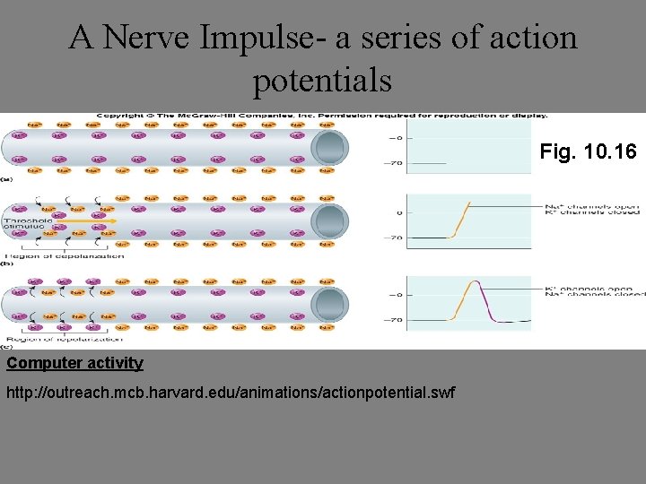 A Nerve Impulse- a series of action potentials Fig. 10. 16 Computer activity http: