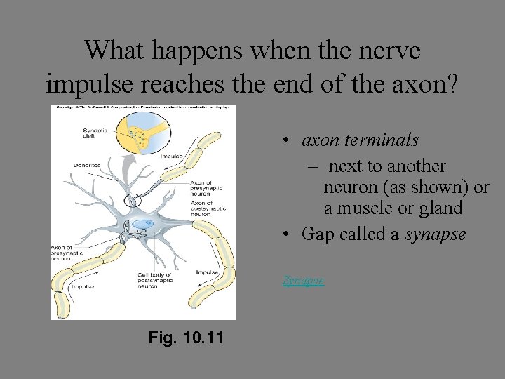 What happens when the nerve impulse reaches the end of the axon? • axon What happens when the nerve impulse reaches the end of the axon? • axon