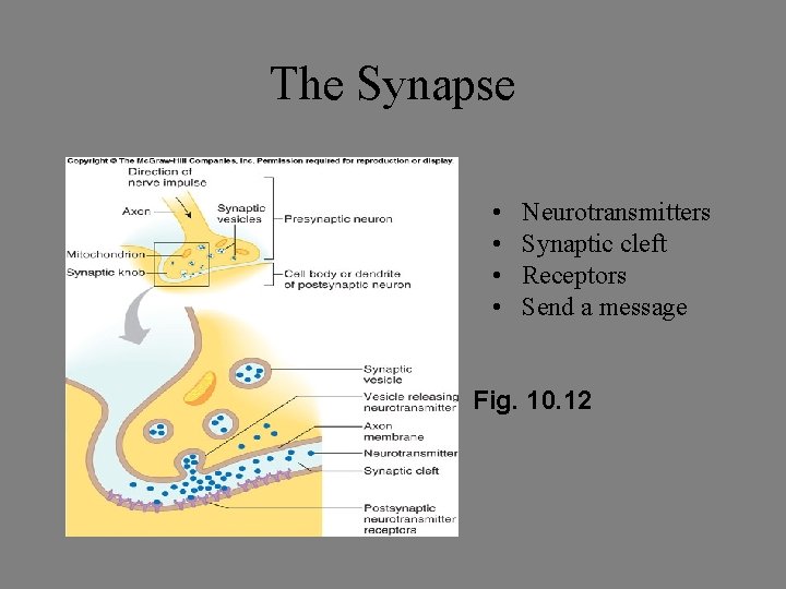 The Synapse • • Neurotransmitters Synaptic cleft Receptors Send a message Fig. 10. 12 The Synapse • • Neurotransmitters Synaptic cleft Receptors Send a message Fig. 10. 12