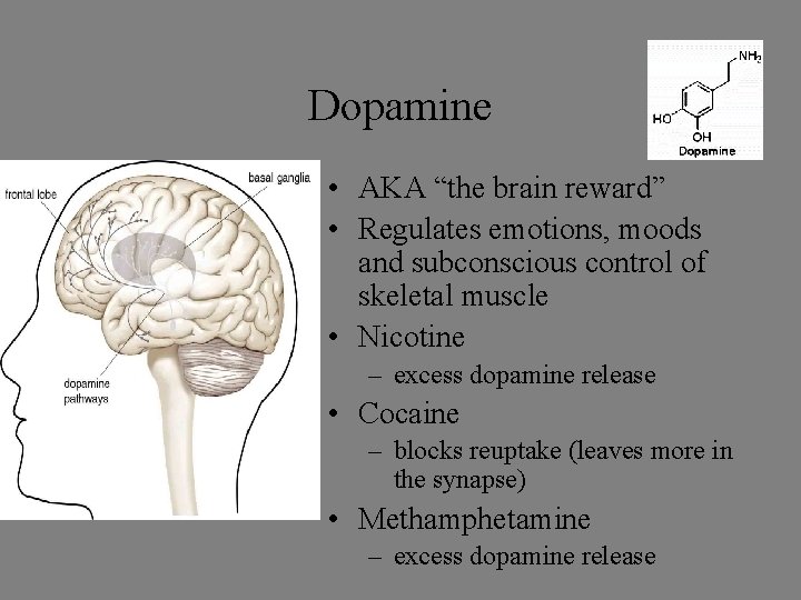 Dopamine • AKA “the brain reward” • Regulates emotions, moods and subconscious control of Dopamine • AKA “the brain reward” • Regulates emotions, moods and subconscious control of