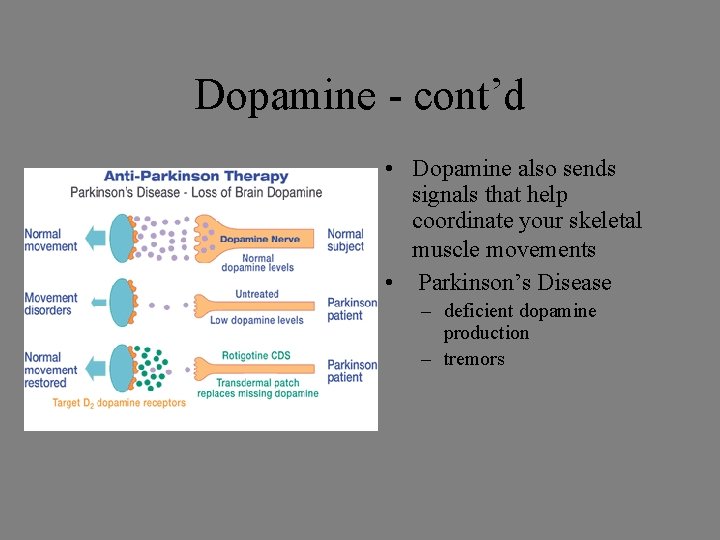 Dopamine - cont’d • Dopamine also sends signals that help coordinate your skeletal muscle