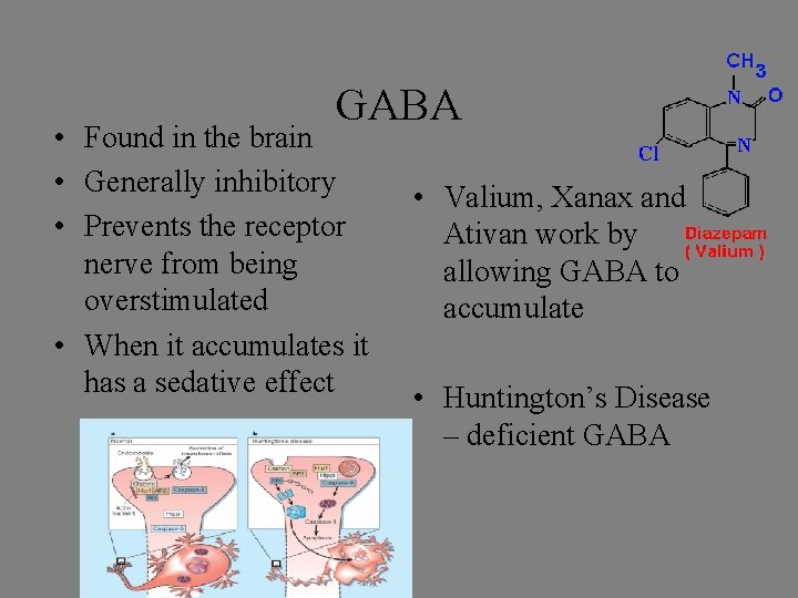 GABA • Found in the brain • Generally inhibitory • Prevents the receptor nerve