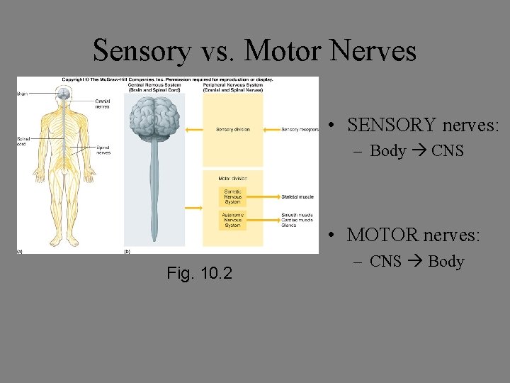 Sensory vs. Motor Nerves • SENSORY nerves: – Body CNS • MOTOR nerves: Fig. Sensory vs. Motor Nerves • SENSORY nerves: – Body CNS • MOTOR nerves: Fig.