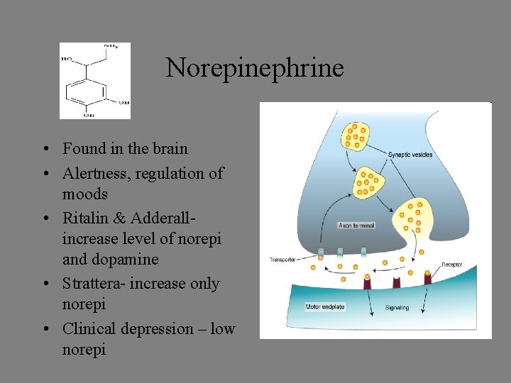 Norepinephrine • Found in the brain • Alertness, regulation of moods • Ritalin & Norepinephrine • Found in the brain • Alertness, regulation of moods • Ritalin &