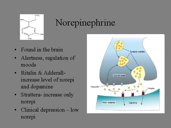 Norepinephrine • Found in the brain • Alertness, regulation of moods • Ritalin &