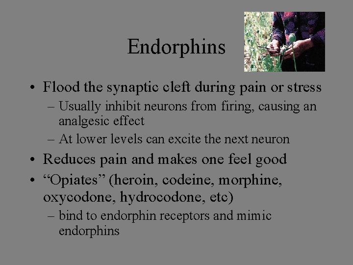 Endorphins • Flood the synaptic cleft during pain or stress – Usually inhibit neurons