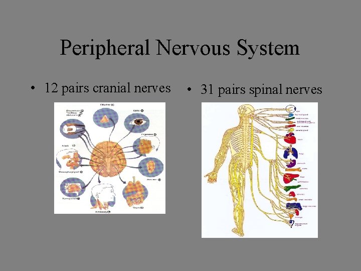Peripheral Nervous System • 12 pairs cranial nerves • 31 pairs spinal nerves Peripheral Nervous System • 12 pairs cranial nerves • 31 pairs spinal nerves