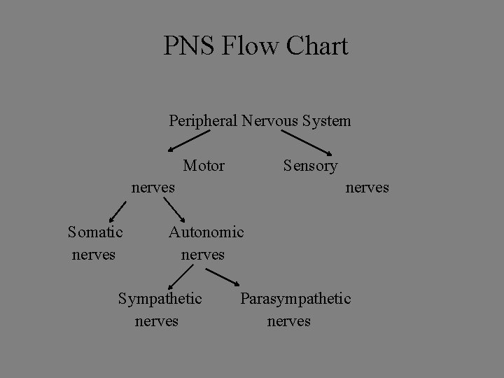 PNS Flow Chart Peripheral Nervous System Motor Sensory nerves Somatic nerves Autonomic nerves Sympathetic PNS Flow Chart Peripheral Nervous System Motor Sensory nerves Somatic nerves Autonomic nerves Sympathetic