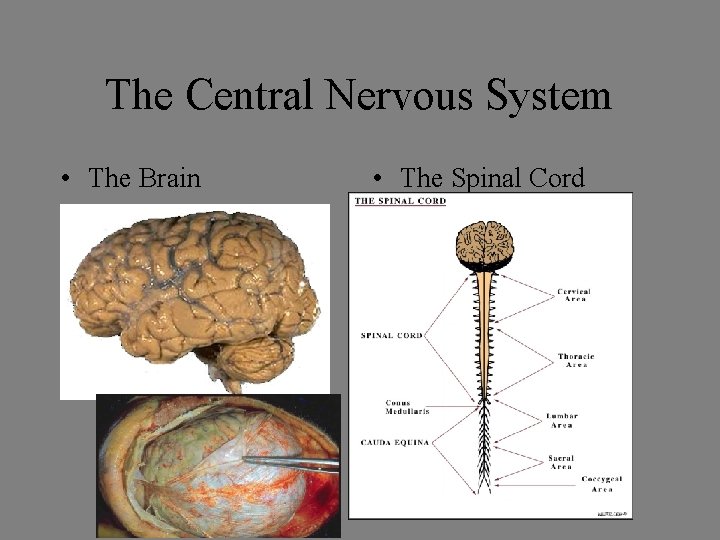 The Central Nervous System • The Brain • The Spinal Cord The Central Nervous System • The Brain • The Spinal Cord