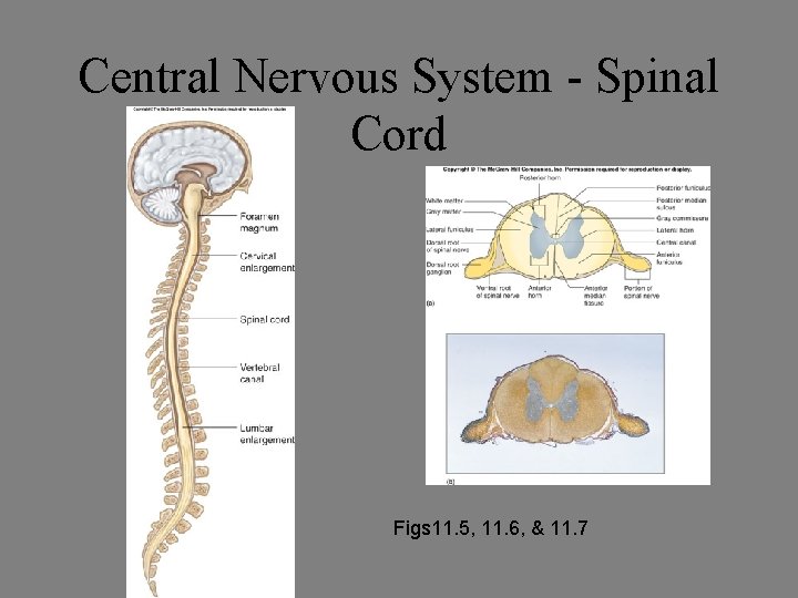 Central Nervous System - Spinal Cord Figs 11. 5, 11. 6, & 11. 7 Central Nervous System - Spinal Cord Figs 11. 5, 11. 6, & 11. 7