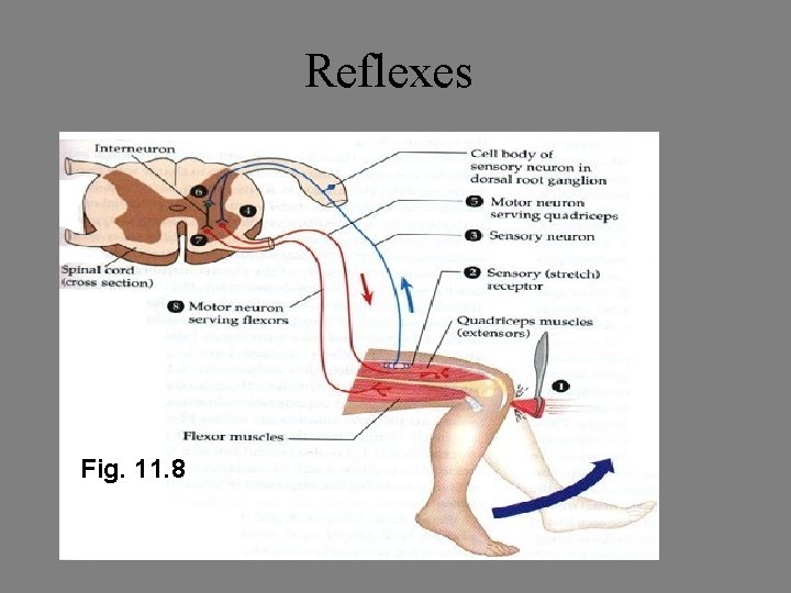 Reflexes Fig. 11. 8 