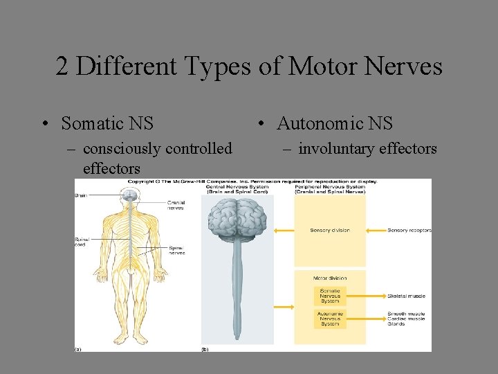 2 Different Types of Motor Nerves • Somatic NS – consciously controlled effectors •