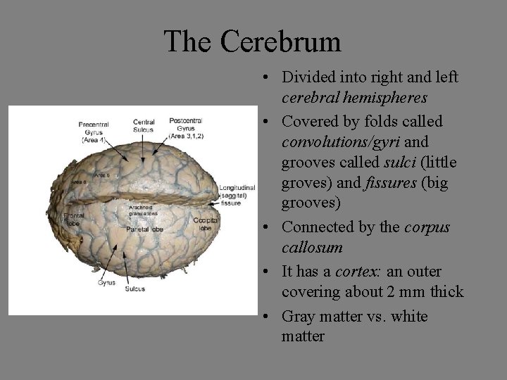 The Cerebrum • Divided into right and left cerebral hemispheres • Covered by folds