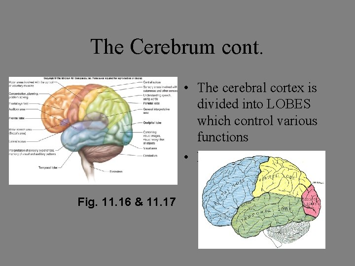 The Cerebrum cont. • The cerebral cortex is divided into LOBES which control various