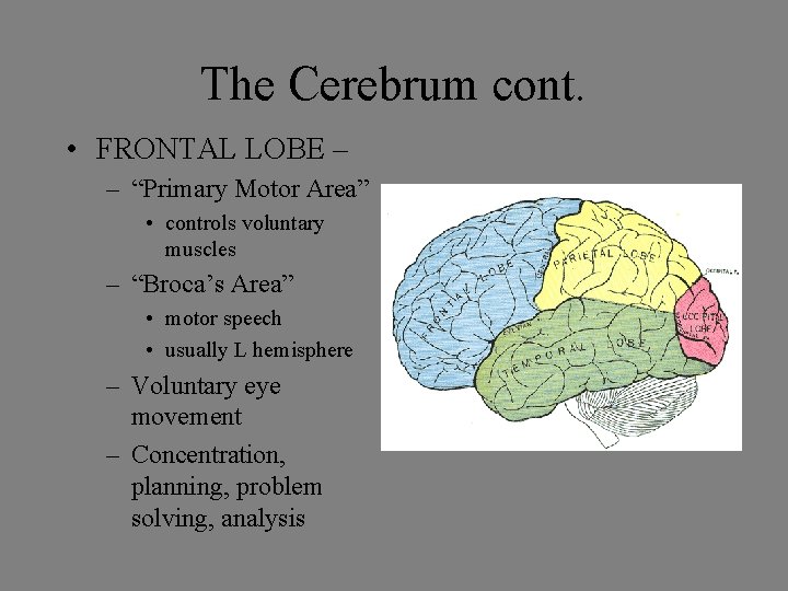 The Cerebrum cont. • FRONTAL LOBE – – “Primary Motor Area” • controls voluntary