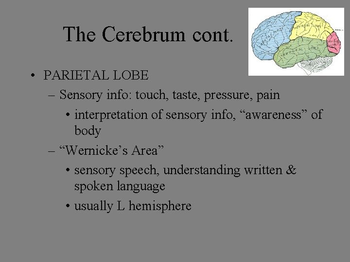 The Cerebrum cont. • PARIETAL LOBE – Sensory info: touch, taste, pressure, pain •