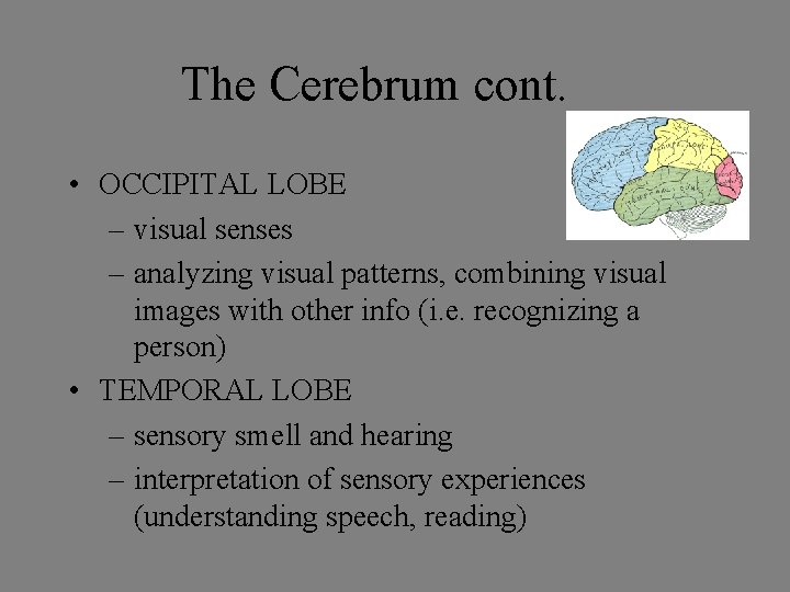 The Cerebrum cont. • OCCIPITAL LOBE – visual senses – analyzing visual patterns, combining The Cerebrum cont. • OCCIPITAL LOBE – visual senses – analyzing visual patterns, combining