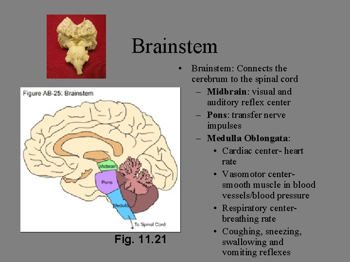 Brainstem Fig. 11. 21 • Brainstem: Connects the cerebrum to the spinal cord –