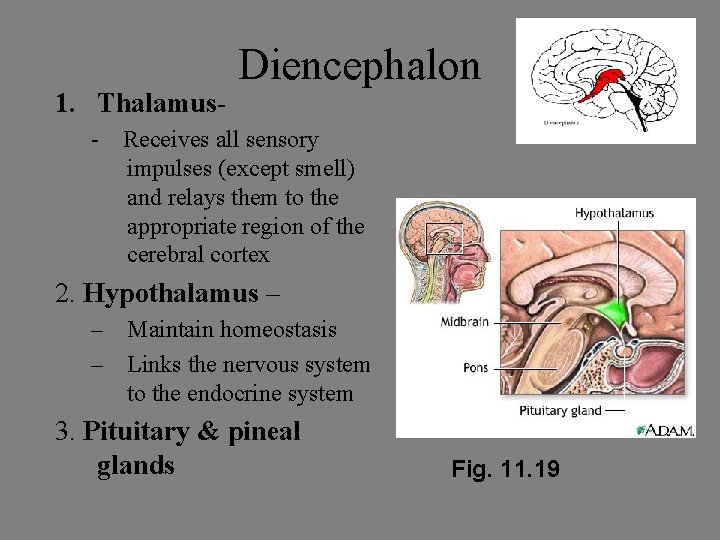 1. Thalamus- Diencephalon - Receives all sensory impulses (except smell) and relays them to 1. Thalamus- Diencephalon - Receives all sensory impulses (except smell) and relays them to