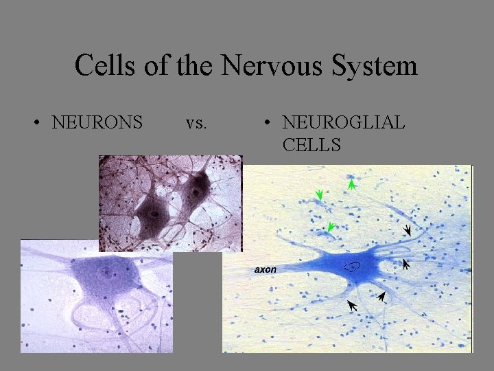 Cells of the Nervous System • NEURONS vs. • NEUROGLIAL CELLS Cells of the Nervous System • NEURONS vs. • NEUROGLIAL CELLS