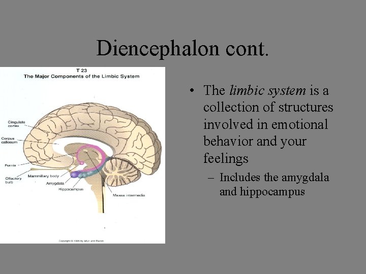 Diencephalon cont. • The limbic system is a collection of structures involved in emotional