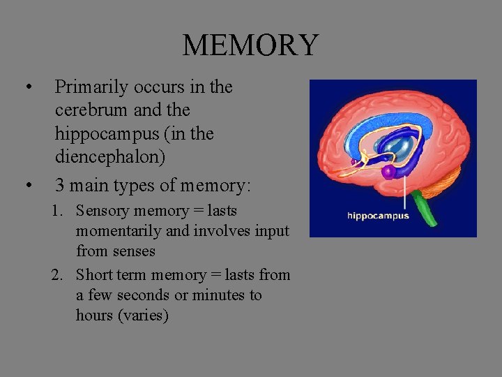 MEMORY • • Primarily occurs in the cerebrum and the hippocampus (in the diencephalon)