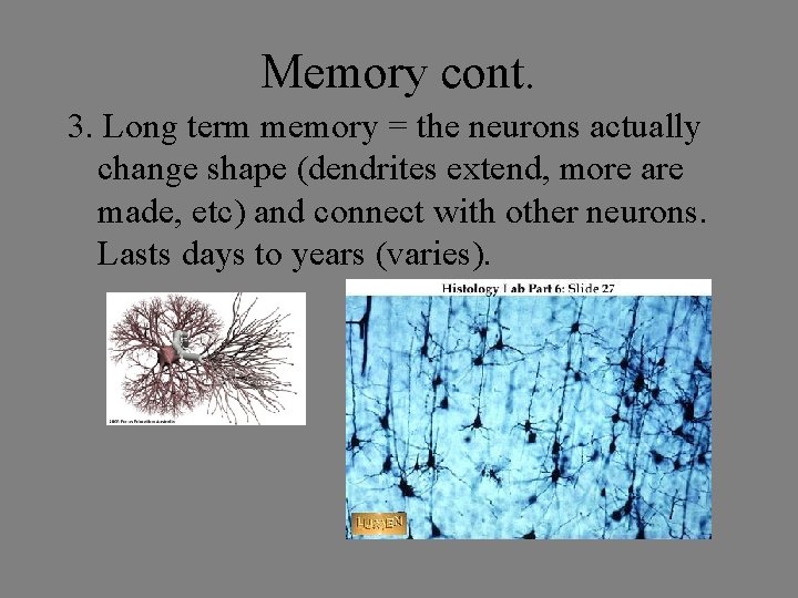 Memory cont. 3. Long term memory = the neurons actually change shape (dendrites extend, Memory cont. 3. Long term memory = the neurons actually change shape (dendrites extend,
