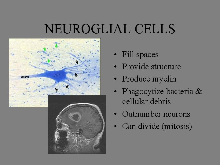 NEUROGLIAL CELLS • • Fill spaces Provide structure Produce myelin Phagocytize bacteria & cellular