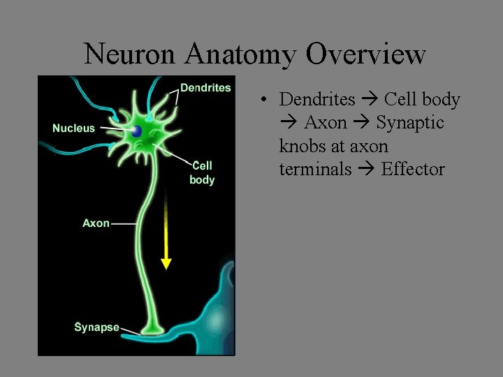 Neuron Anatomy Overview • Dendrites Cell body Axon Synaptic knobs at axon terminals Effector Neuron Anatomy Overview • Dendrites Cell body Axon Synaptic knobs at axon terminals Effector