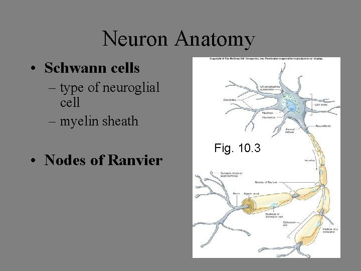 Neuron Anatomy • Schwann cells – type of neuroglial cell – myelin sheath •