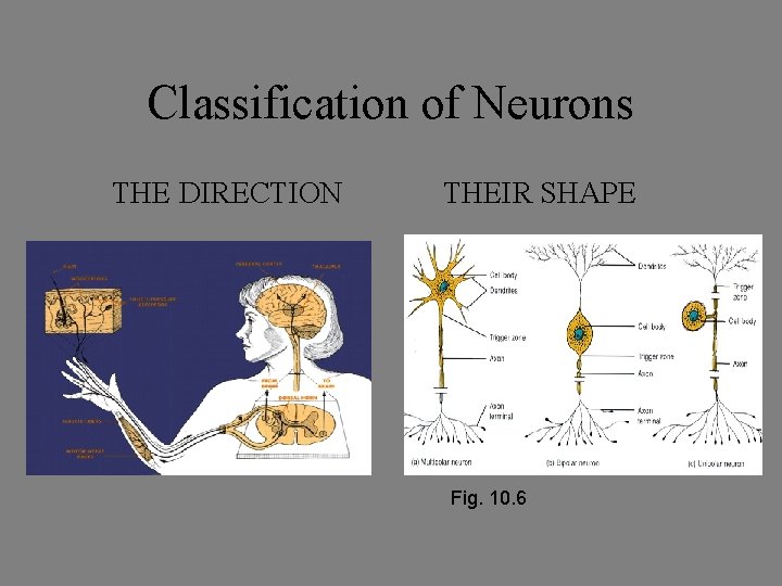 Classification of Neurons THE DIRECTION THEIR SHAPE Fig. 10. 6 Classification of Neurons THE DIRECTION THEIR SHAPE Fig. 10. 6