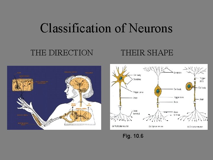 Classification of Neurons THE DIRECTION THEIR SHAPE Fig. 10. 6 