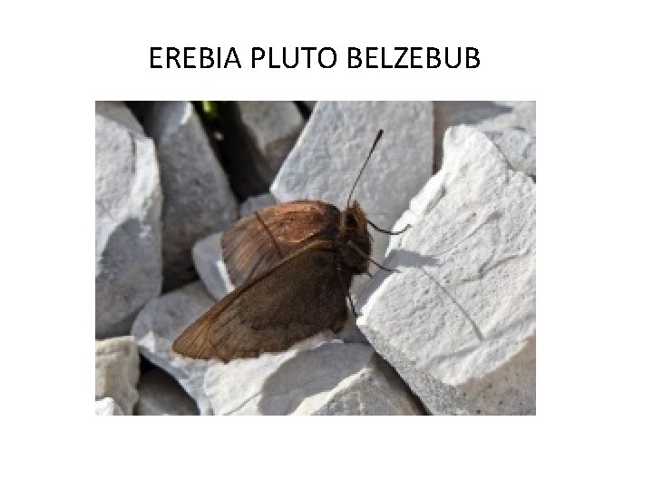 EREBIA PLUTO BELZEBUB 