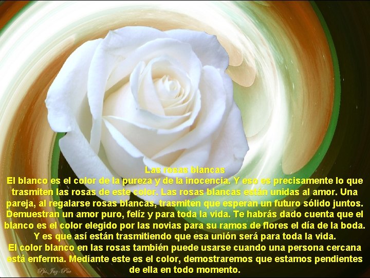 Las rosas blancas El blanco es el color de la pureza y de la