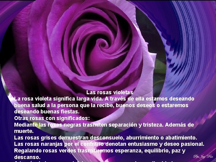 Las rosas violetas La rosa violeta significa larga vida. A través de ella estamos