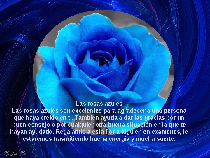 Las rosas azules son excelentes para agradecer a una persona que haya creído en