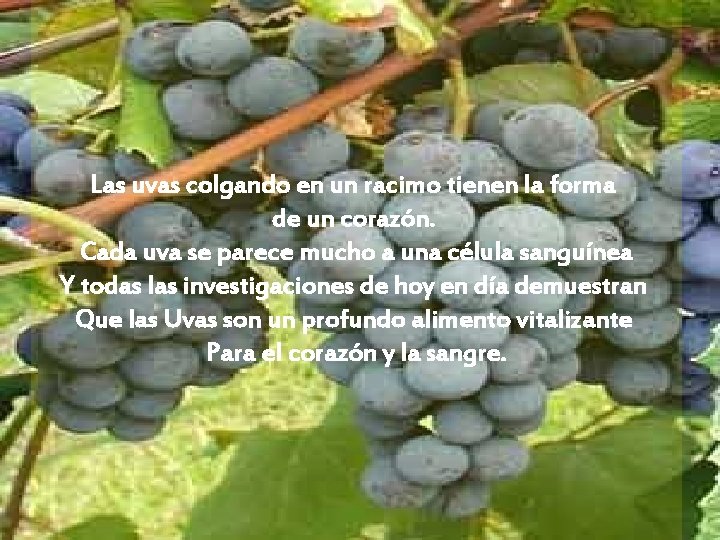 Las uvas colgando en un racimo tienen la forma de un corazón. Cada uva