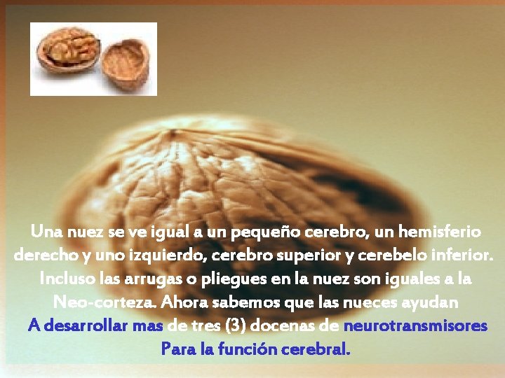 Una nuez se ve igual a un pequeño cerebro, un hemisferio derecho y uno