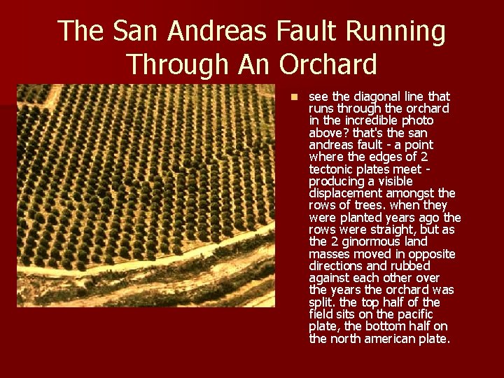 The San Andreas Fault Running Through An Orchard n see the diagonal line that