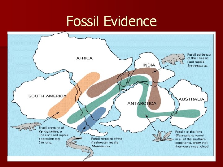 Fossil Evidence 