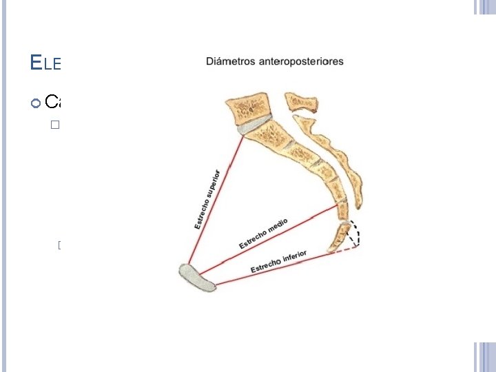 ELEMENTOS DEL PARTO: Canal � del parto: Canal óseo o duro: es la pelvis: