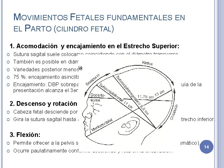 MOVIMIENTOS FETALES FUNDAMENTALES EN EL PARTO (CILINDRO FETAL) 1. Acomodación y encajamiento en el