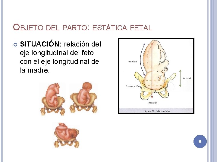 OBJETO DEL PARTO: ESTÁTICA FETAL SITUACIÓN: relación del eje longitudinal del feto con el