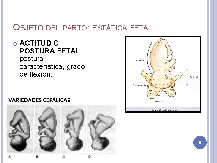 OBJETO DEL PARTO: ESTÁTICA FETAL ACTITUD O POSTURA FETAL: postura característica, grado de flexión.