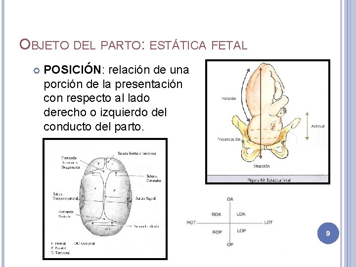 OBJETO DEL PARTO: ESTÁTICA FETAL POSICIÓN: relación de una porción de la presentación con